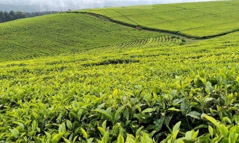 File image of a Tea plantation.